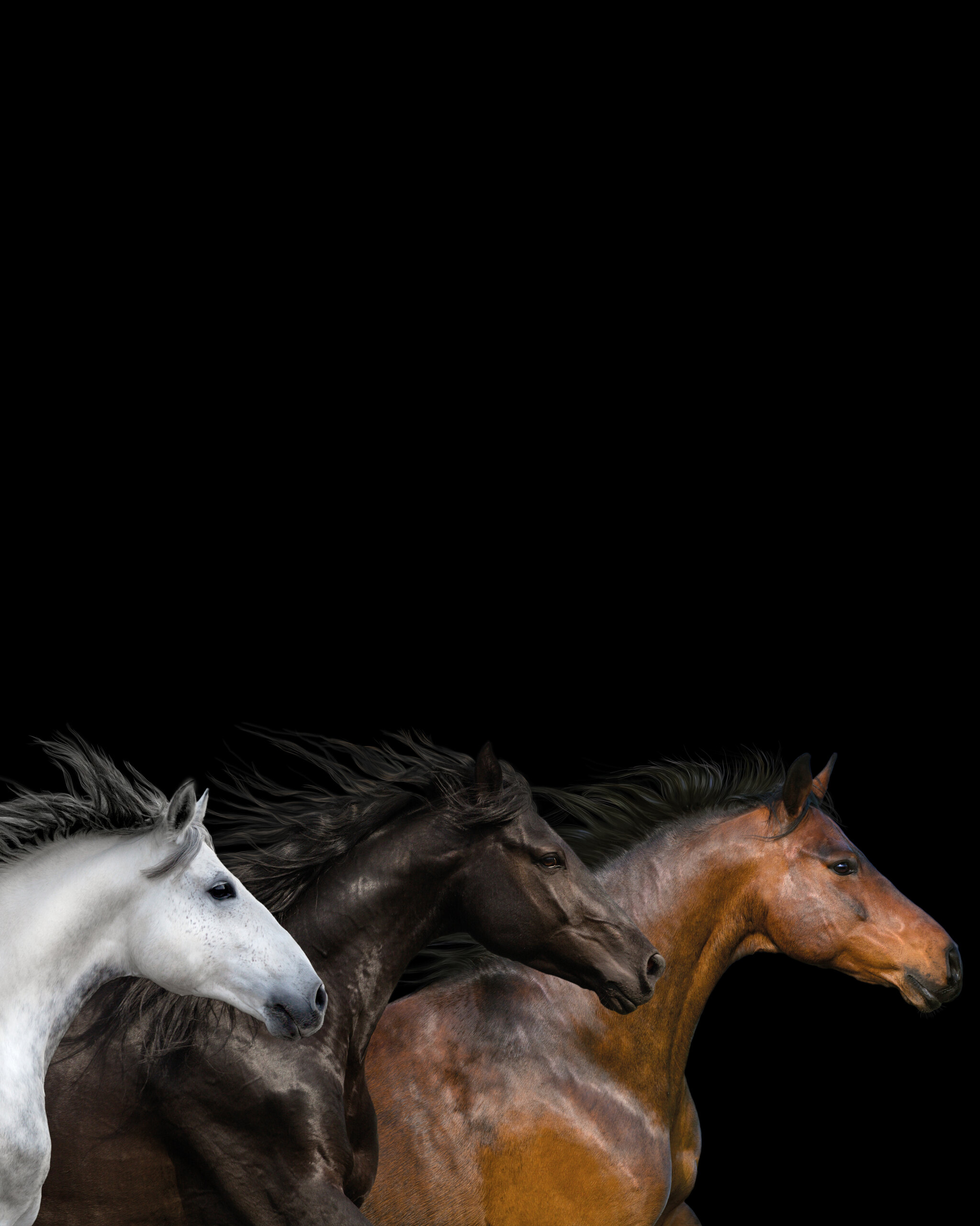Berühmte Pferde: Im Galopp zum Frieden